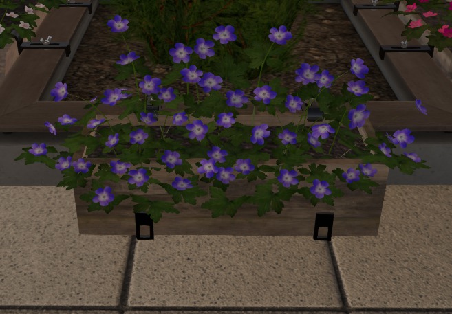 Blumenkasten 01 Rozanne lila