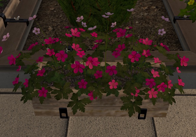 Blumenkasten 01 Rozanne rot
