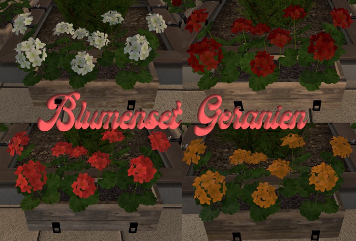 Blumenkasten Set Geranien