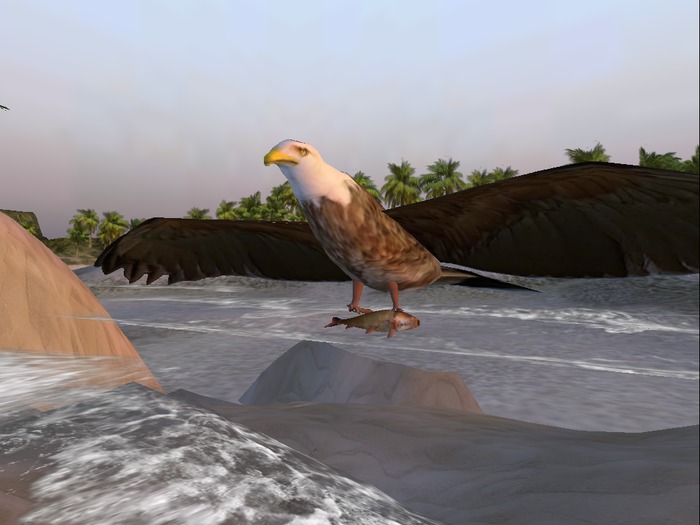 eagle fly tour and fish