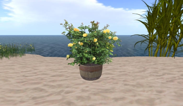 Yellow Rose with Fireflies