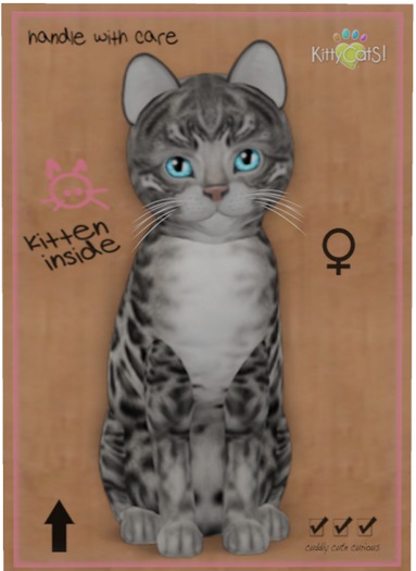 KittyCatS Box - Bengal - Charcoal