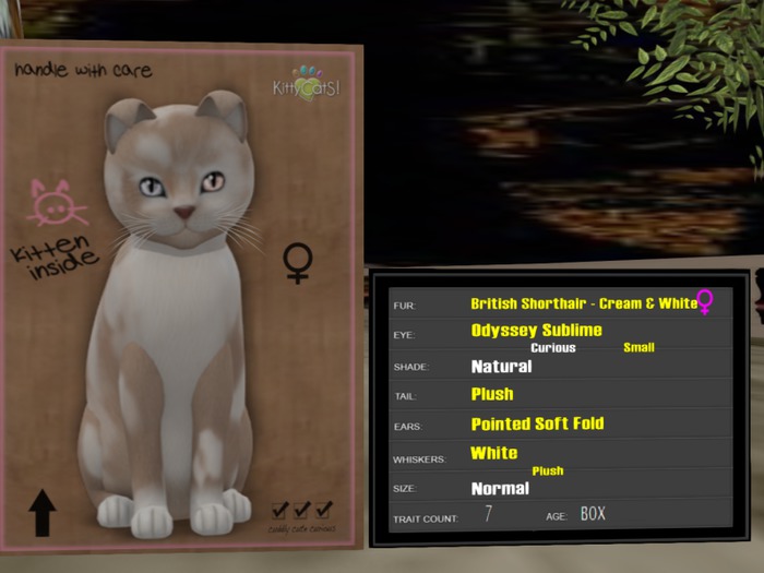 KittyCatS Box - New Born Kitten - 7T Female