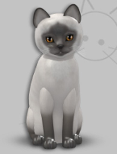 KittyCatS Box - Siamese Blue -Bronze
