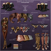 -David Heather-Queen Shorts/Freya/Gold