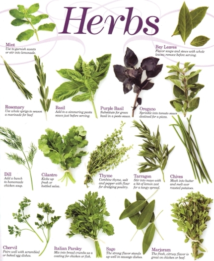 Herb Photo Poster