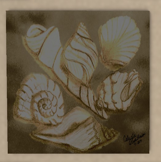 2019-07 Beach shells (boxed)
