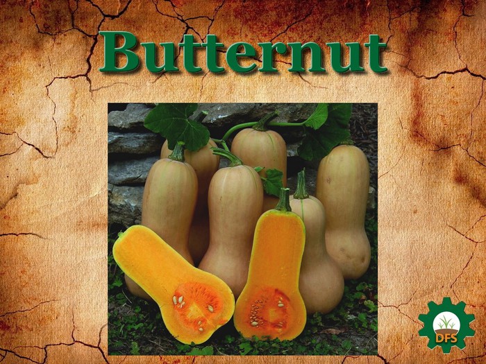 DFS Texture Butternut