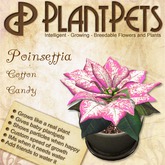 PlantPet Seed [Poinsettia *Cotton Candy*]