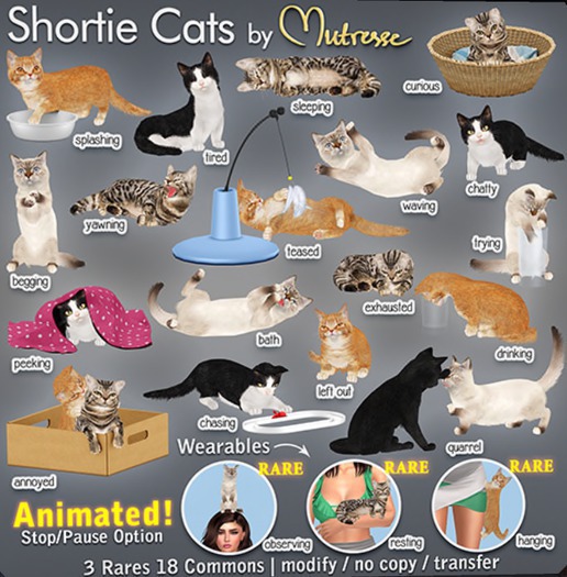 Mutresse-Observing-Shortie Cats RARE