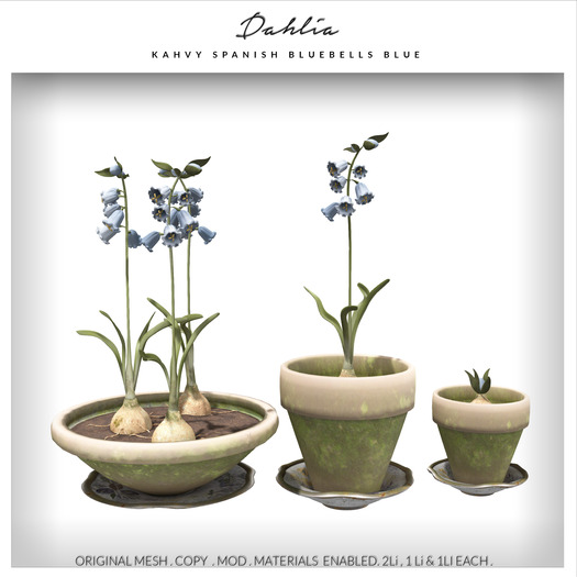Dahlia - Kahvy - Spanish Bluebells - Potted Flowers & Bulb - Blue