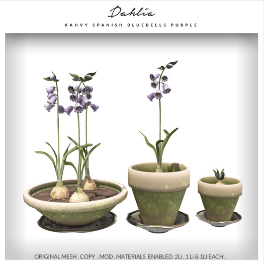 Dahlia - Kahvy - Spanish Bluebells - Potted Flowers & Bulb - Purple