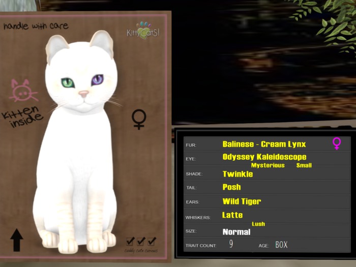 KittyCatS Box - New Born Kitten