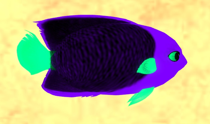 (7S) Common Fish: Blacklight Rock Beauty