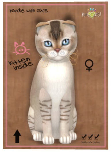 ♀ KittyCatS Box - Burmilla - Chocolate Silver Shaded