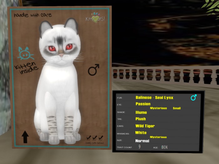 KittyCatS Box - New Born Kitten - 9T Male