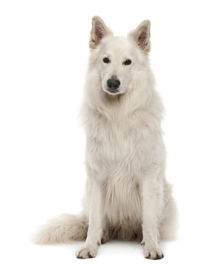 ::MDB::Replacement Sounds Swiss White Sherpherd{For Twi Wolf}