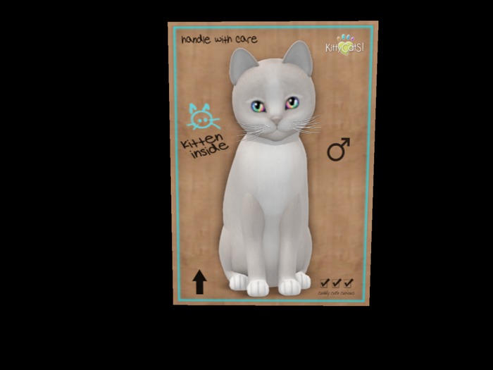 New Born Kitten Pearl II Rainbow Prism