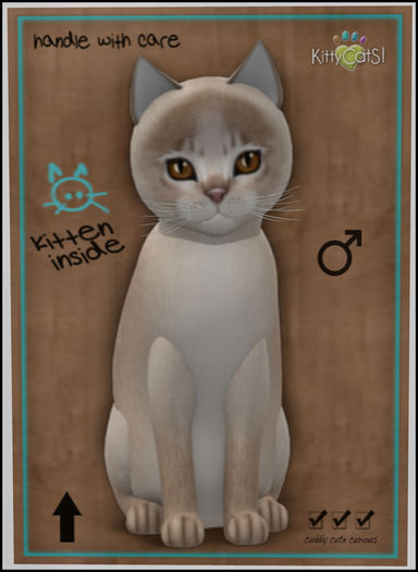 KittyCatS Box - Abyssinian - Lilac 5T M