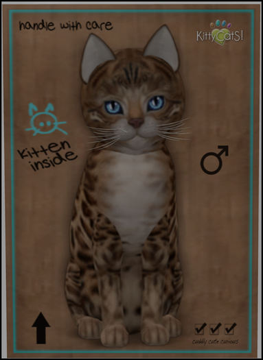 KittyCatS Box - Bengal - Sorell 7T M