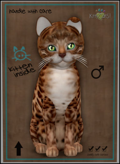 KittyCatS Box - Bengal - Copper 7T M