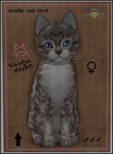 KittyCatS Box - Bengal - Snow 6T F