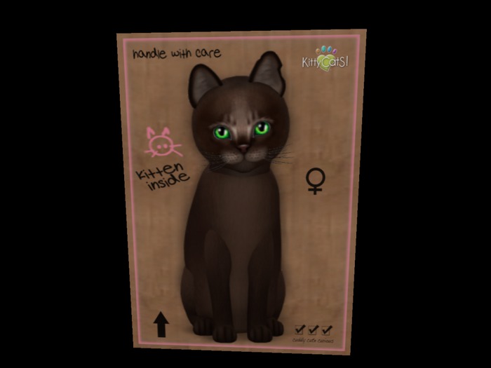 New Born Kitten - Abyssinian -Dark Chocolate