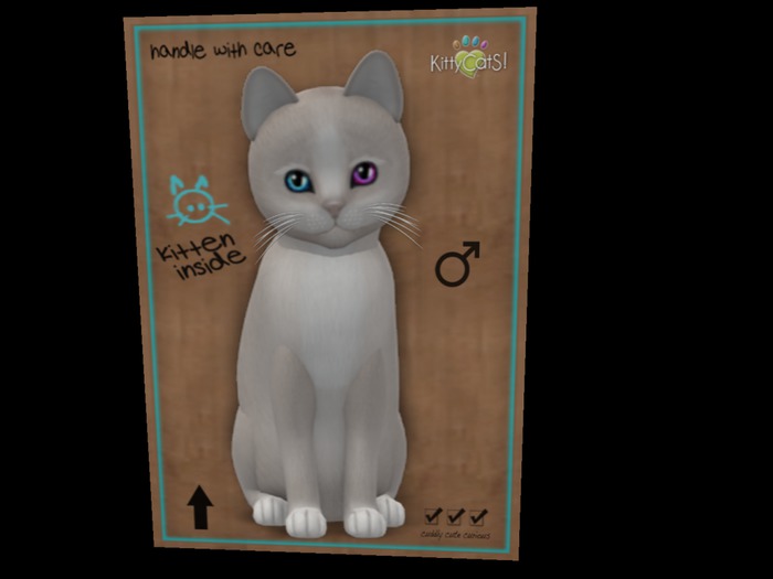 New Born Kitten - Pearl II Odyssey Carnival Boy