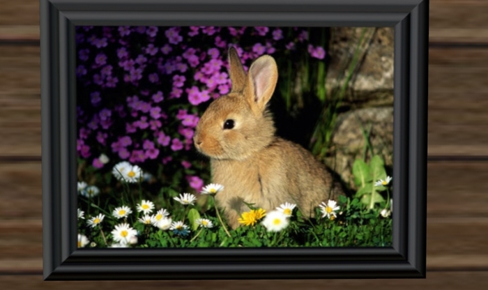 Sweet Little Bunny