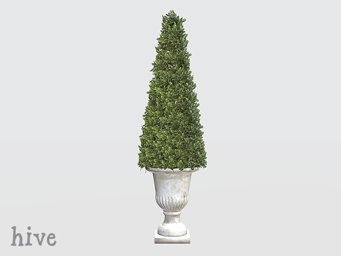 hive // cone boxwood topiary [wear to unpack]