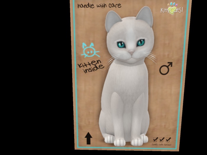 New Born Kitten - Pearl Aqua