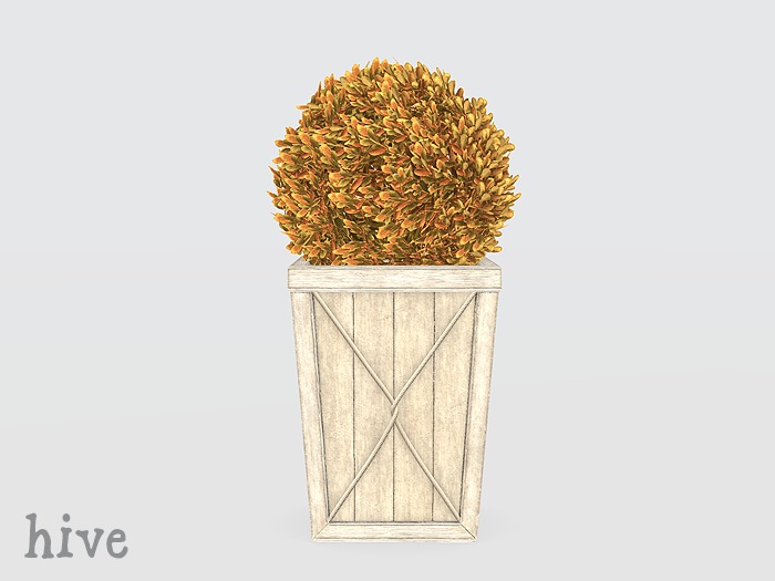 hive // sphere boxwood topiary . autumn