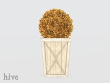hive // sphere boxwood topiary . autumn