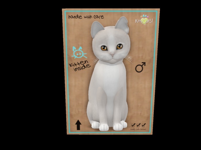 New Born Kitten - Pearl II Bronze Boy