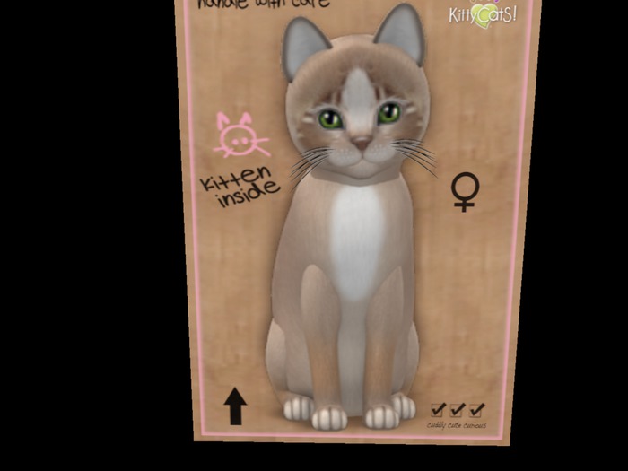 New Born Kitten Mocha II Meadow Girl