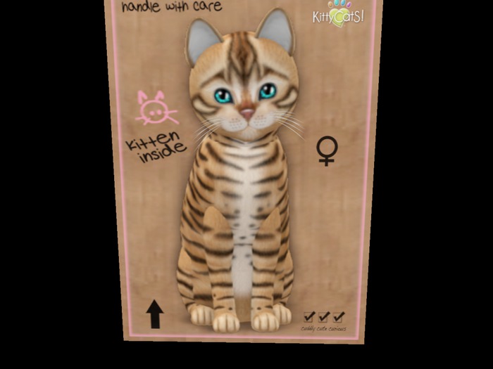 New Born Kitten Toyger Aqua Girl