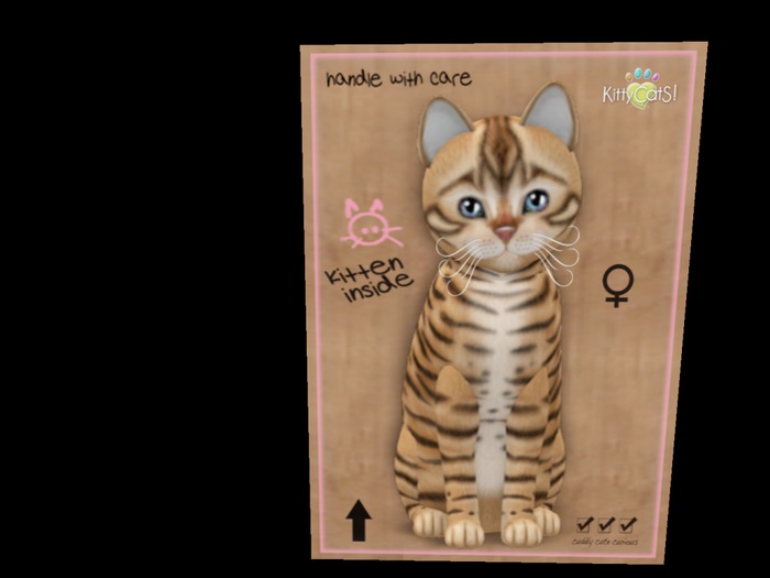 New Born Kitten Toyger Tan Tapestry Allure Girl