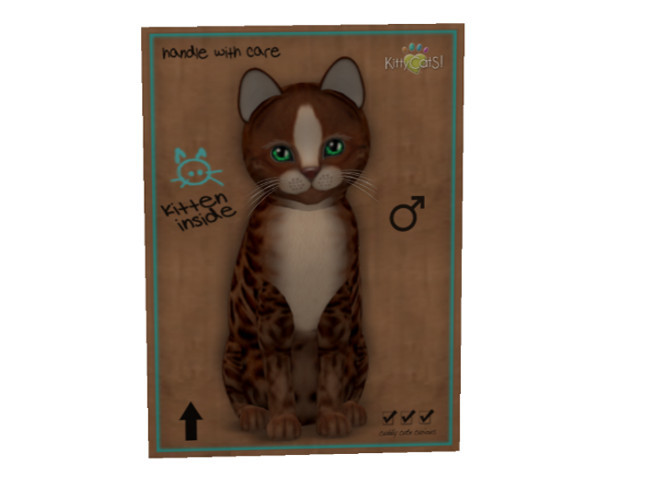 KittyCatS Box - New Born Kitten