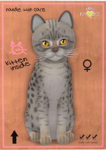 KittyCatS Box - Ocicat - Blue