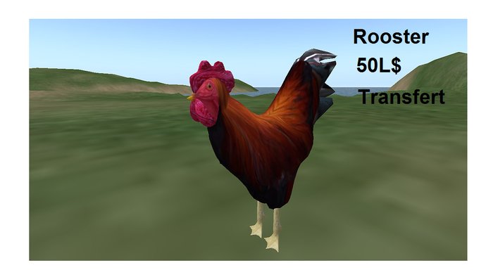 rooster