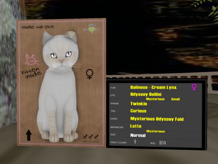 KittyCatS Box - New Born Kitten