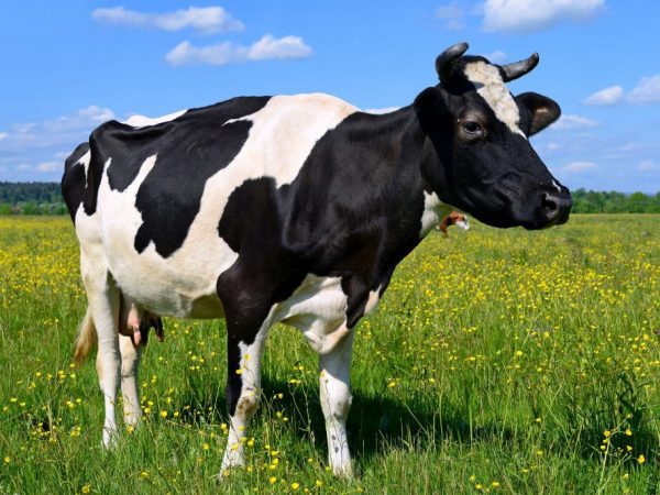 DFS Cow