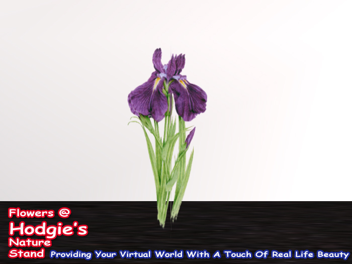 *Iris (Single Purple Iris Plant)  **