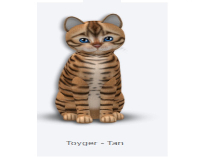 KittyCatS Box - New Born Kitten