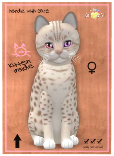 KittyCatS Box - Ocicat - Lavender