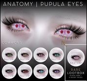 ANATOMY - PUPULA EYES - GREEN -COMMON