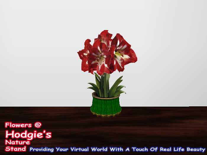 Hodgie's Flowers & Plants  --  Christmas Amaryllis (Candy Striped)  (Flexi)