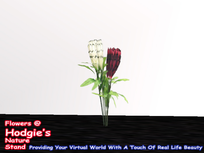           Hodgie's Flowers & Plants  --  2 Tropical Flowers