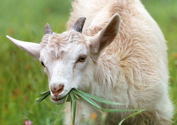 DFS Goat Feed (100)