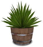 Spiky Barrel Planter